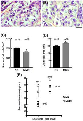 Hatchlings of the Marine Turtle Lepidochelys olivacea Display Signs of Prenatal Stress at Emergence after Being Incubated in Man-Made Nests: A Preliminary Report